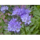 Phacelia. 1/4 Acre Pack.